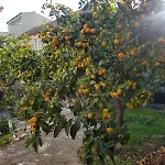 Pero דירה פודגורה